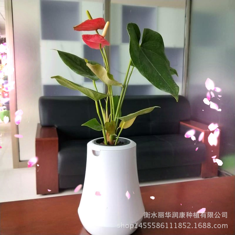 ԰ֲ ֲﾻ 칫رֲ 
ؼ: