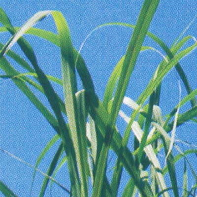 Ӧé Citronella 
ؼ: