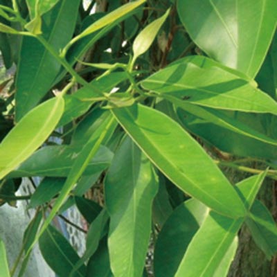 Ӧȼ Eucalyptusֲ 
ؼ: