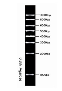 Ӧ1kb DNA Ladder Marker   1kb DNA Ladder Marker 
ؼ: