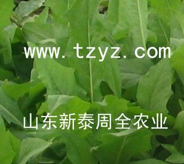  tzyz 
ؼ: