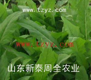 Ӫ tzyz 
ؼ: