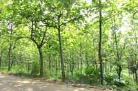 Ӧľֲ,㶫ľ,㶫ľֲ,ľ,ҵ 
ؼ:2012-08-10