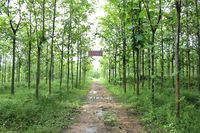 Ӧľ,ľ,ľ,㶫ľ,ľ,㶫ҵ 
ؼ:2012-08-10