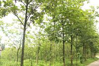 Ӧľ,̩ľ,ľֲ,ľ˾,㶫ҵ 
ؼ:2012-08-10