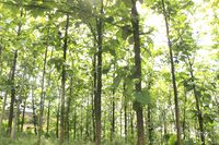 Ӧľ,ľ,ľ,ľӦ,㶫ľ,ҵ 
ؼ:2012-08-10