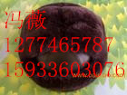 ʰȫñ?ȫӦ-ȫñ-MADE  IN  WUXING 
ؼ: