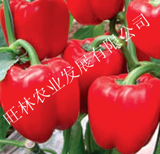 ʽ 
ؼ: