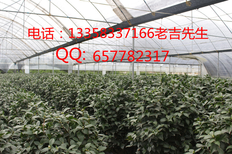 Ӧ൤軨 軨൤ǳ൤ ൤軨൤ 
ؼ: