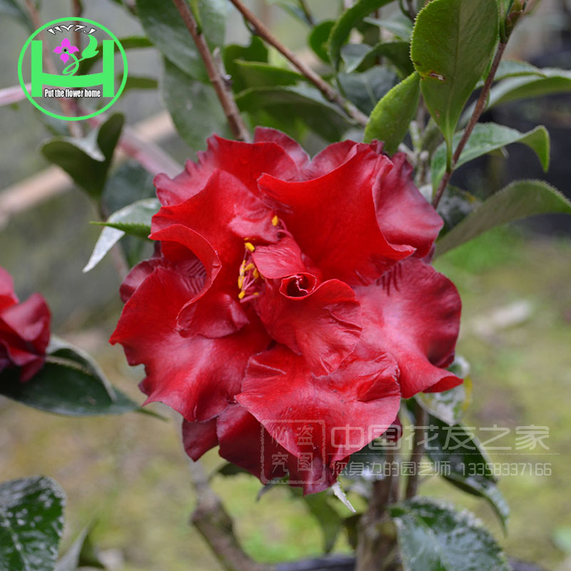 軨ɫʺħ-Ӧֲ軨 
ؼ: