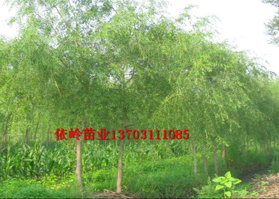 ������ɽ����������ɽ���������磬��ɽ��������Ӧ�� 
�ؼ���: