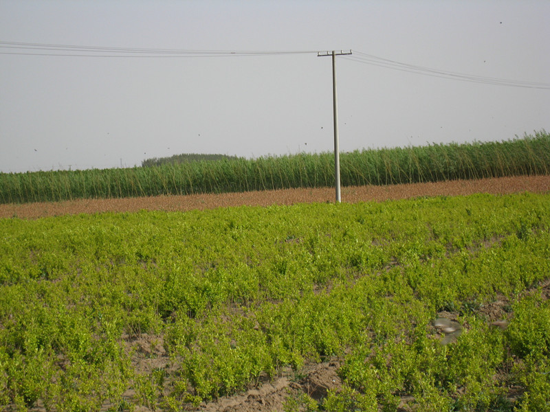 ��ɽŮ�꣬��ɽŮ��۸�����Ů�깩Ӧ�� 
�ؼ���: