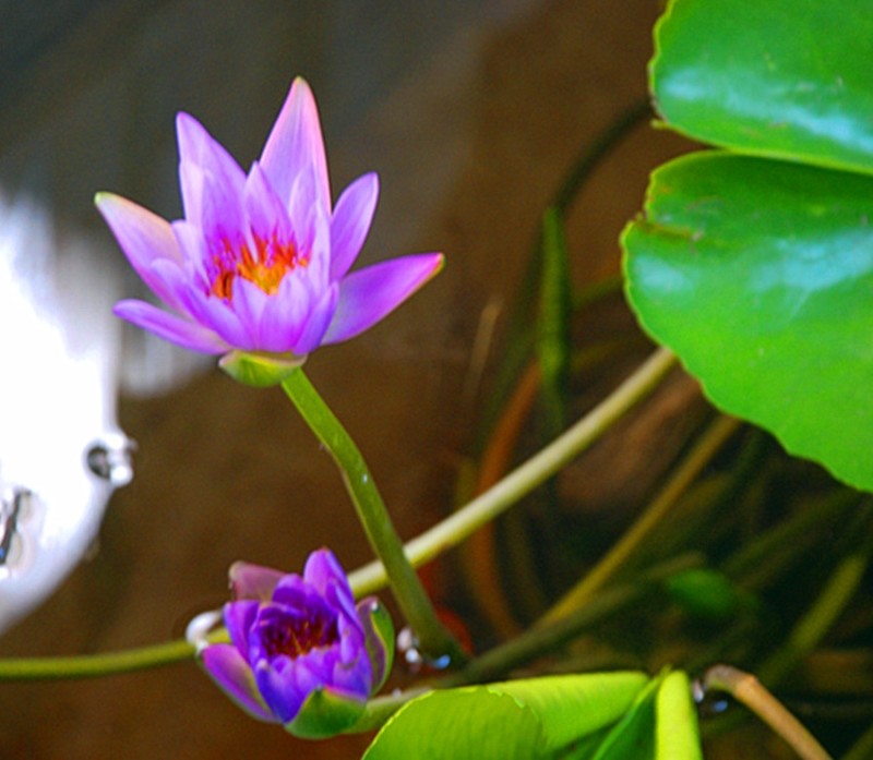 ���Ż������ۼ۸�|�ļҺã����̼� 
�ؼ���: