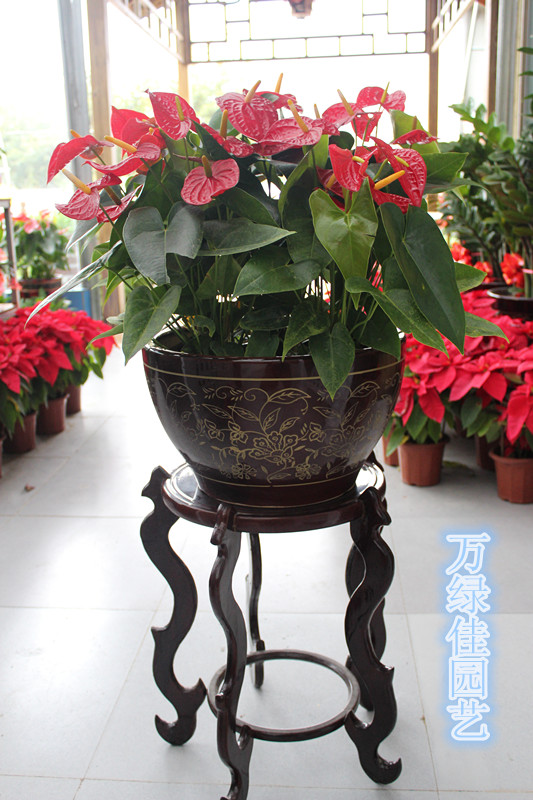 ���Ż�ľ����|ֲ�����|��ڼ۸�|���̼� 
�ؼ���: