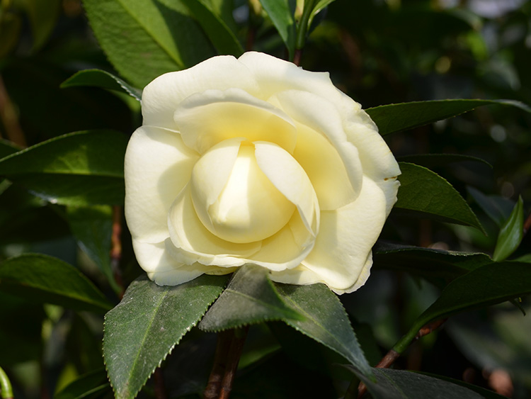 軨СƷֲ軨 ʲ軨С/Ӧ۸ 
ؼ: