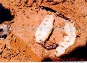 װԤ  аô ذдô 
ؼ: