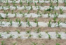 ͸ԺãܱµĵĤѡ׵Ĥ 
ؼ: