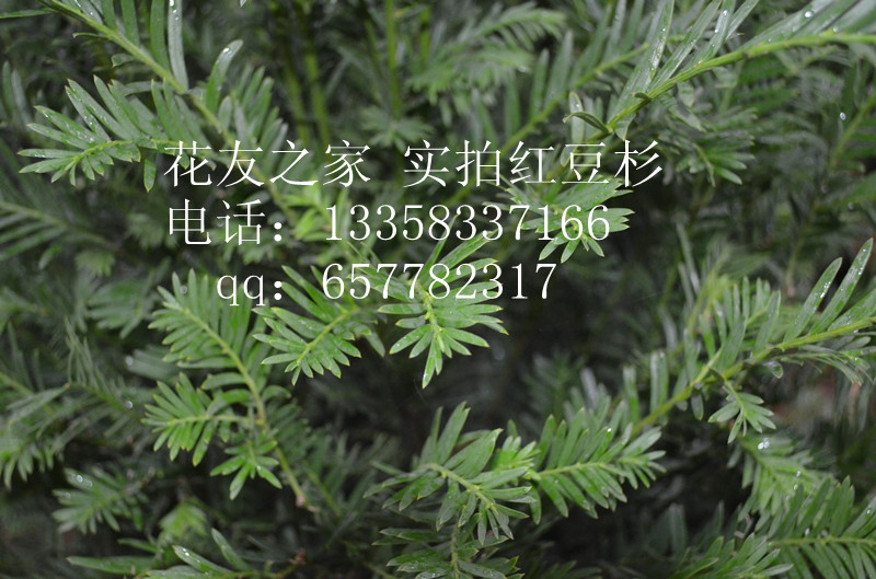 Ӧ춹ɼ  Լ۸ʵ  
ؼ: