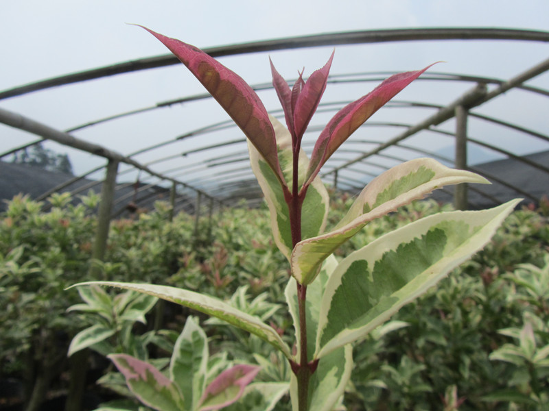 Ʒֲ軨ڹӦ軨軨繤̲軨൤  
ؼ: