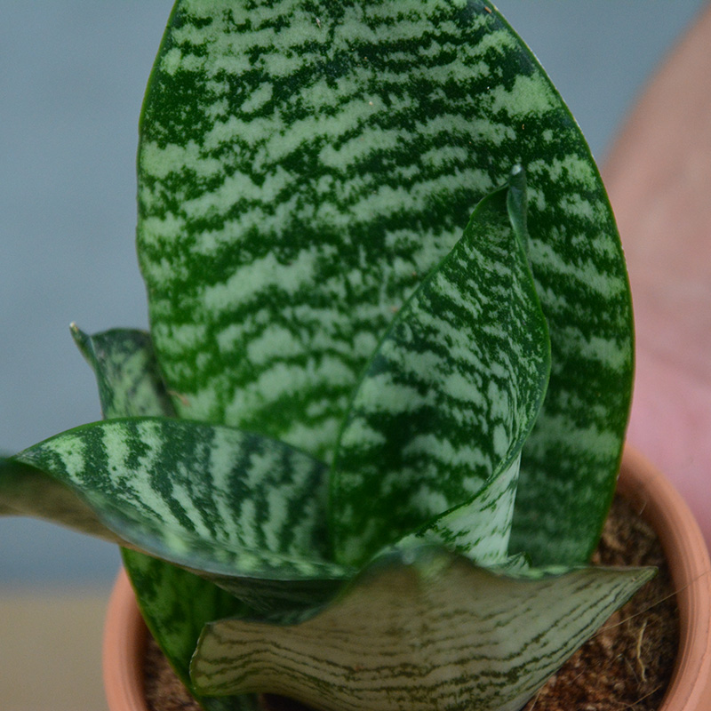 ݶֲ/ֲ Ŷֲ Ӧ-- 
ؼ: