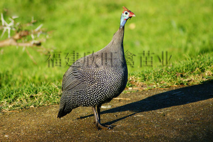 �׷�Ѽ����ֳ 
�ؼ���: