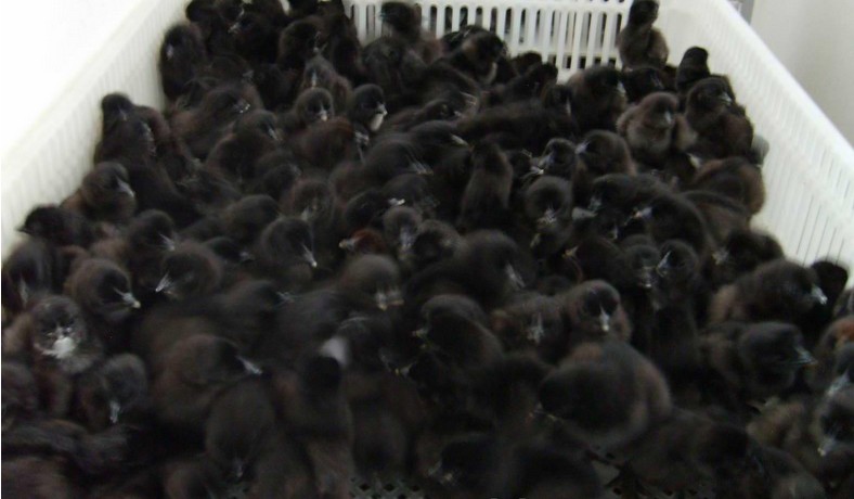 �߲�ɽ����ֳ �߲�ɽ���۸� �����߲�ɽ�� �߲�ɽ����ֳ���� 
�ؼ���: