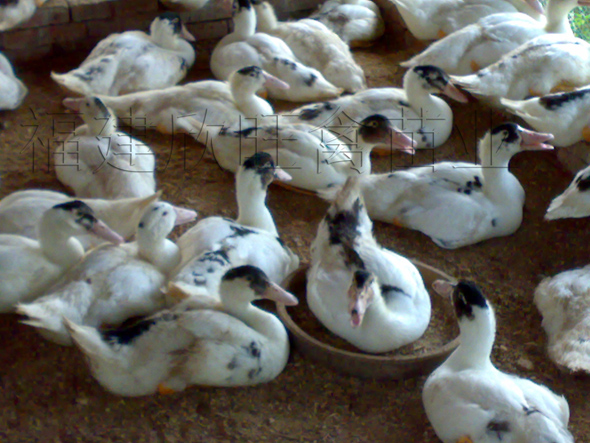 ����Ѽ��,������Ѽ��,����Ѽ��۸�,����Ѽ������,������ҵ 
�ؼ���: