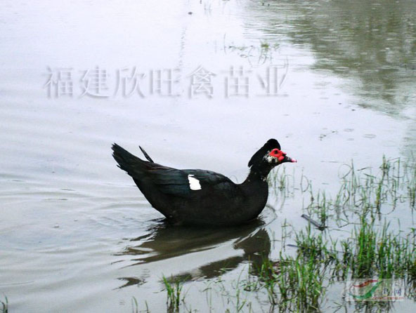 ����������ֵ� �������ֵ����� �������ֵ����� ������������ 
�ؼ���: