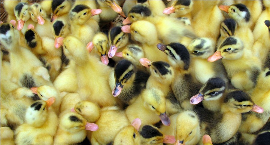 ��������-�������� 
�ؼ���: