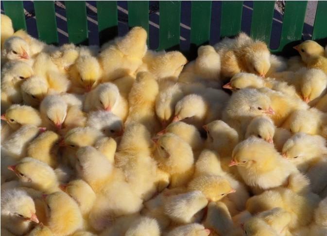 �����߲�ɽ���� 
�ؼ���: