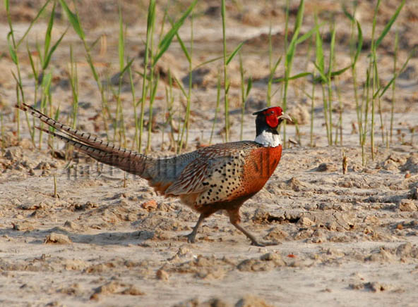 �����߲�ɽ���繩Ӧ���������߲�ɽ���糧��ֱ���߲�ɽ����۸� 
�ؼ���: