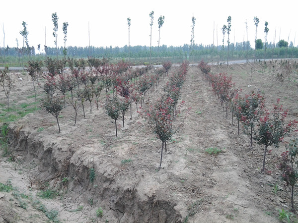 ïΫ̻ľ˾ ӦΫ̻ľ Ϋ̻ľ 
ؼ: