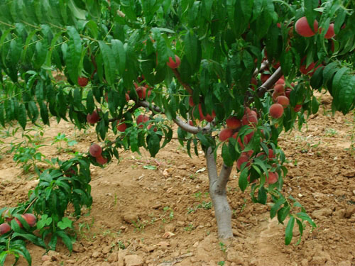 ѩϵУѩϵ-ɽѩϵ 
ؼ: