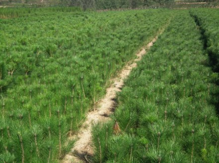 ïΫС̻ľ ΫС̻ľ ΫС̻ 
ؼ: