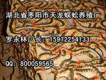 ֳ-ҩöֳ޹˾ 15972254133 
ؼ: