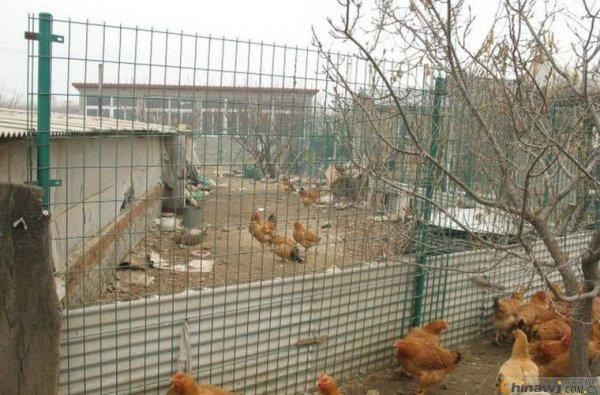 ˫ֳ Ӧ˫ֳ ˫ֳĲ ˫ 
ؼ: