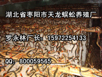 ֳ-ֳ 15972254133 
ؼ: