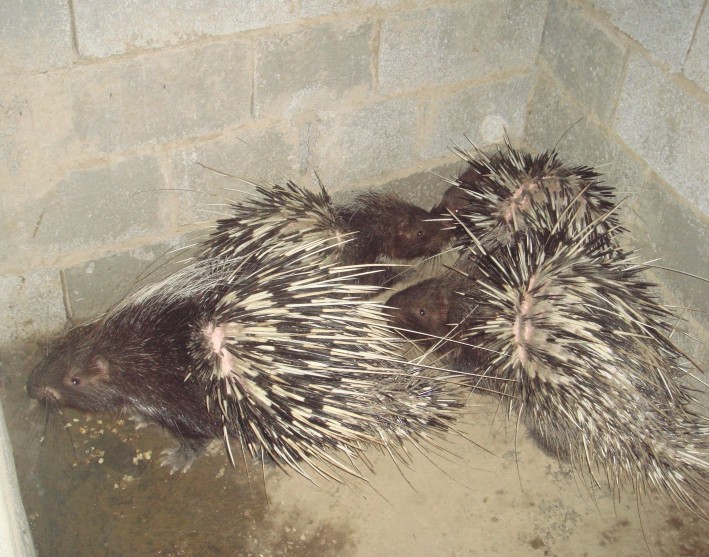 Ϻ ϺӦ Ϻֳ ź 
ؼ: