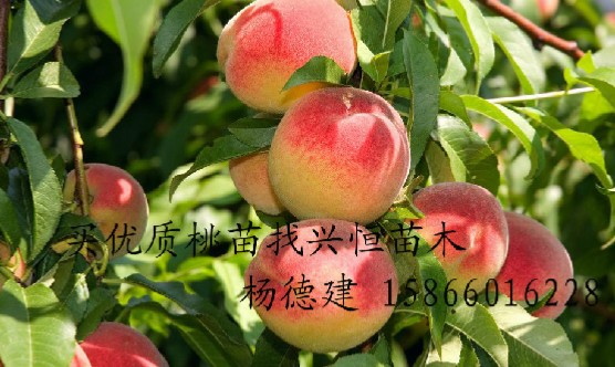 ɽ/С硿۸/ 
ؼ: