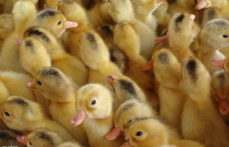 �����׷�Ѽ����ֳ����������Ѽ�硢���������ۣ������׷�Ѽ����ϵ 
�ؼ���: