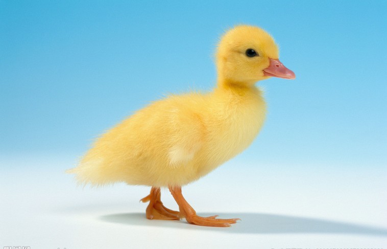 ������Ѽ�糧�ң�������Ѽ��������������ʵ�ݵ���Ѽ�� 
�ؼ���: