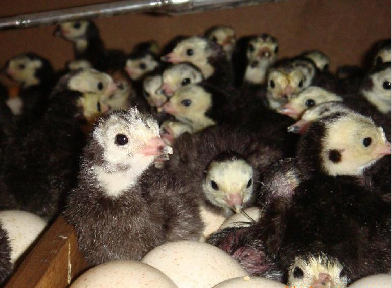 �������繩Ӧ�� ��Ӧ�������� ���ʵļ��糧�� ���Ｆ�������� 
�ؼ���: