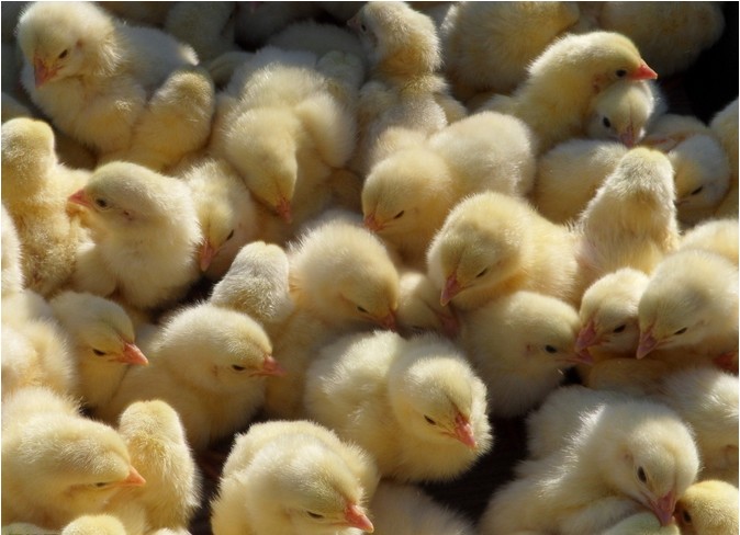 �������ʼ���,�������ʼ�������,�������ʼ������,�������� 
�ؼ���: