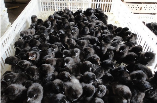 ������������,�ڸ��������й���������,������ҵ 
�ؼ���: