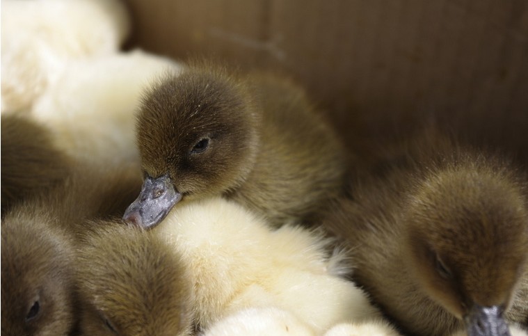 �����׷�Ѽ�� �׷�Ѽ�繩Ӧ�� �׷�Ѽ�������� �׷�Ѽ��۸� 
�ؼ���: