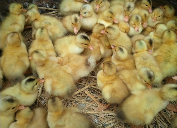 �������ʼ��� ���Ｆ�������� ������õļ��� ���Ｆ������ 
�ؼ���: