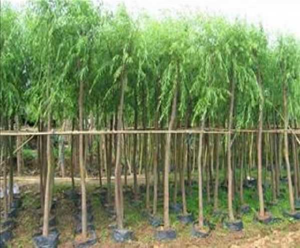 ΫľΫľ Ϋľֲ Ϋ 
ؼ: