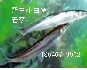 678С 18646719962 
ؼ: