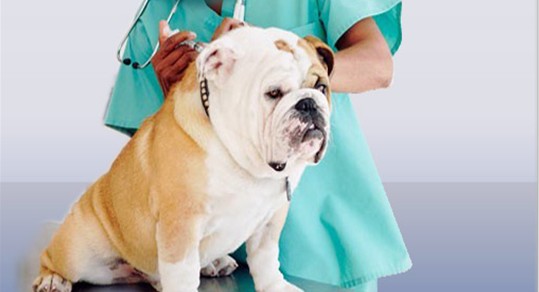 ��԰����ҽԺ�³Ƿ�Ժ��ô��?��嶯�������ļ���á���԰��// 
�ؼ���: