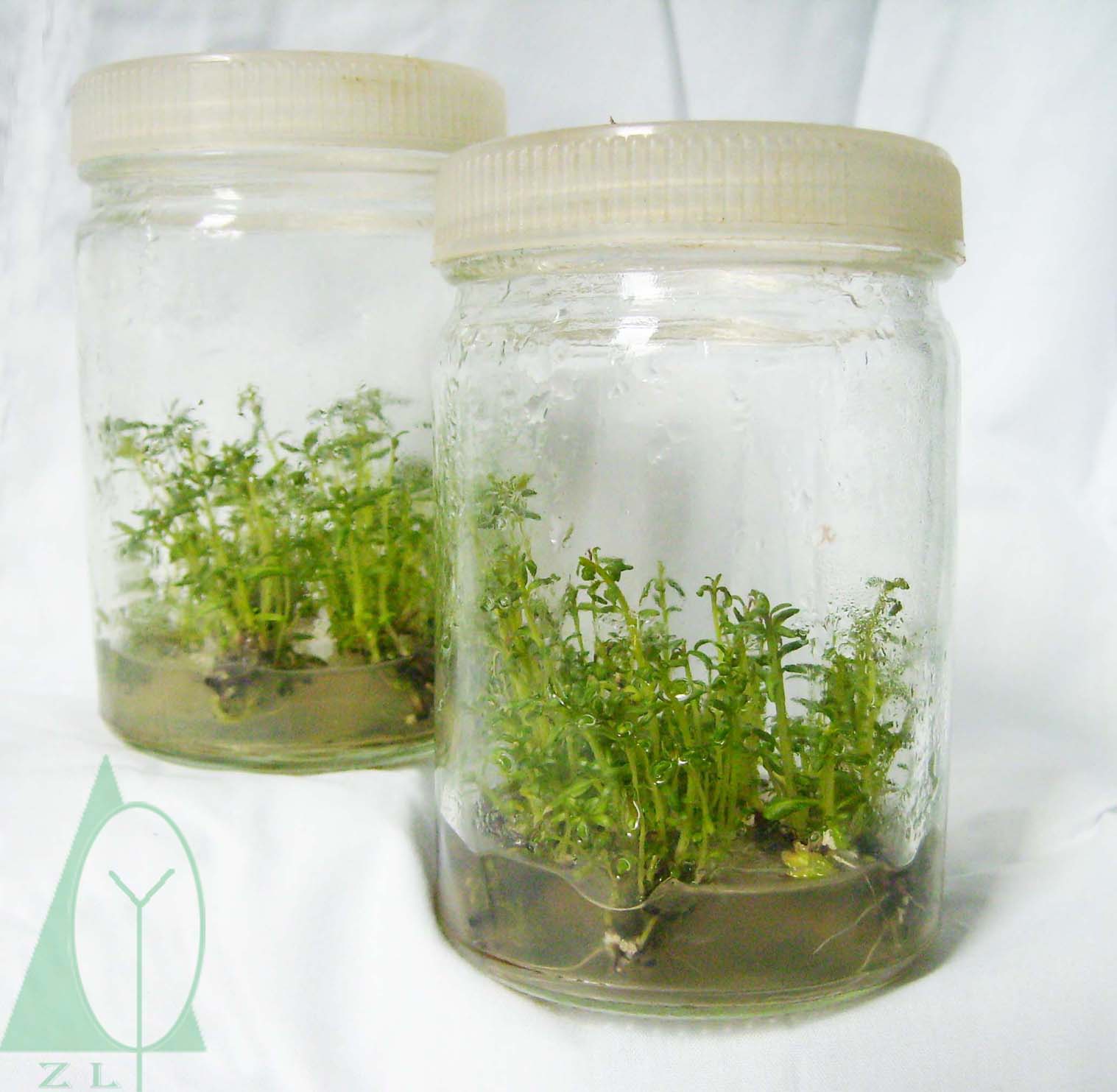 ҹӦ240mlݲƿ ƿ ͸ 
ؼ: